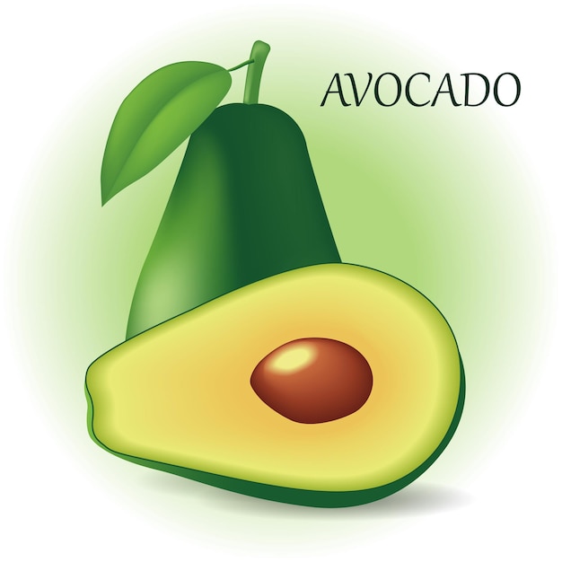 Vector avocado fruits whole and half on a whitegreen background vector illustration