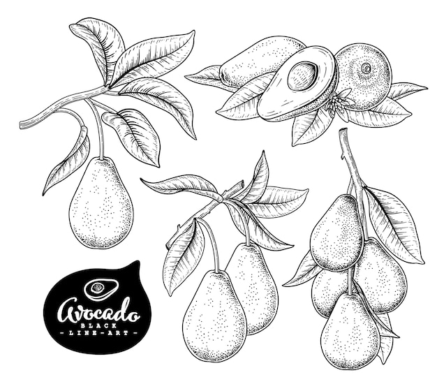 Botanico disegnato a mano dell'avocado isolato su bianco