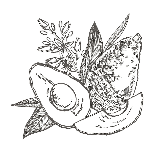 Avocado hand drawn illustration