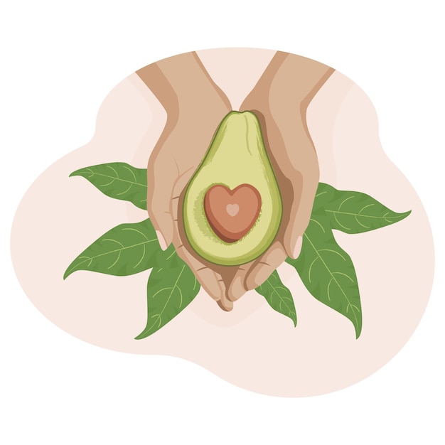 Illustrazione disegnata a mano di avocado