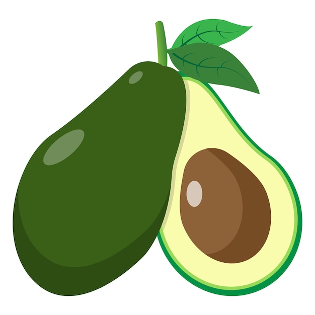 Avocado illustration