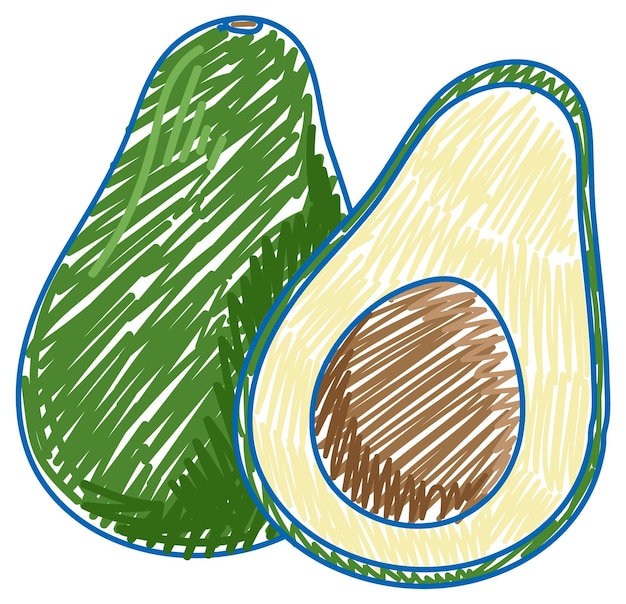 Avocado in pencil colour sketch simple style