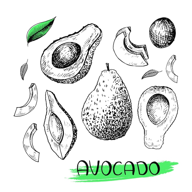 Vector avocado. set handgetekende avocado in schetsstijl. zwarte vectorillustratie geïsoleerd op wit.