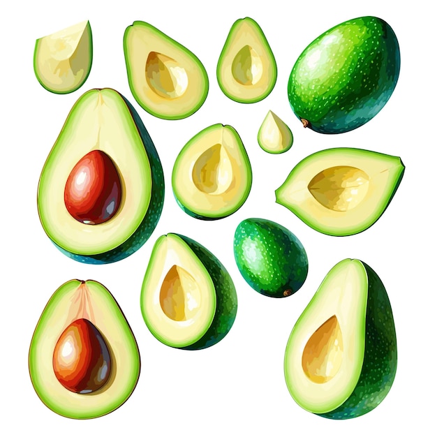 Avocado Set Vector Illustration