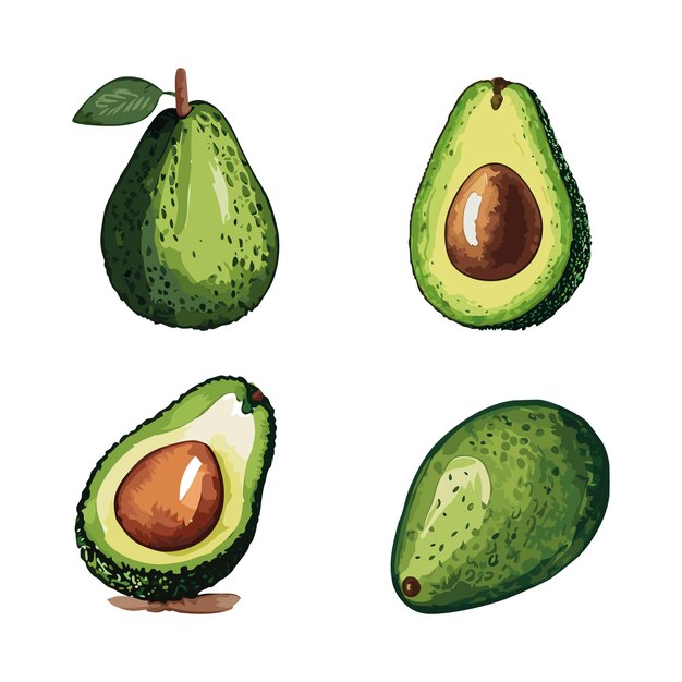 Avocado set vector illustration