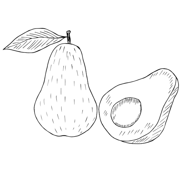 Schizzo di avocado