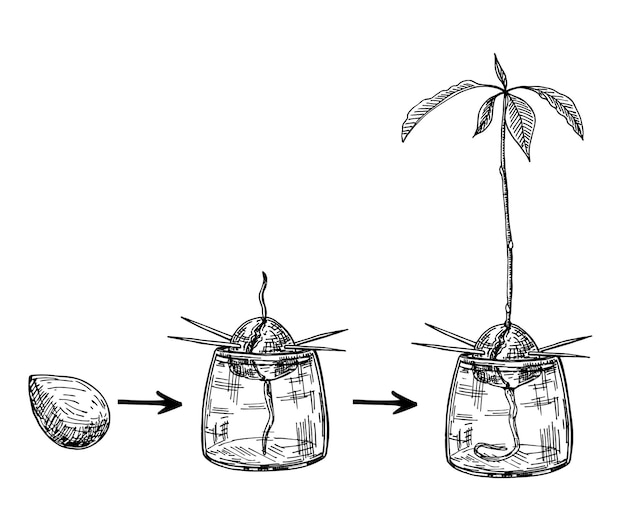 Guida alla coltivazione dell'albero di avocado come coltivare un avocado da seme germoglio e albero di semi di frutta di avocado