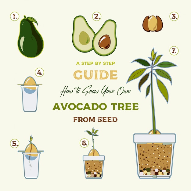 벡터 아보카도 나무 벡터 성장 가이드. 씨앗에서 아보카도 나무를 키우는 녹색 간단한 지시. 아보카도 라이프 사이클.