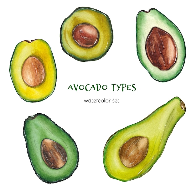 Vector avocado types