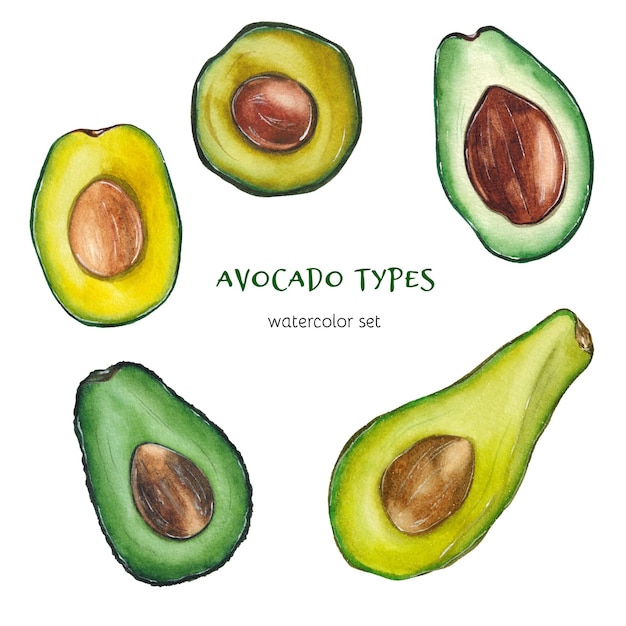 Vettore tipi di avocado