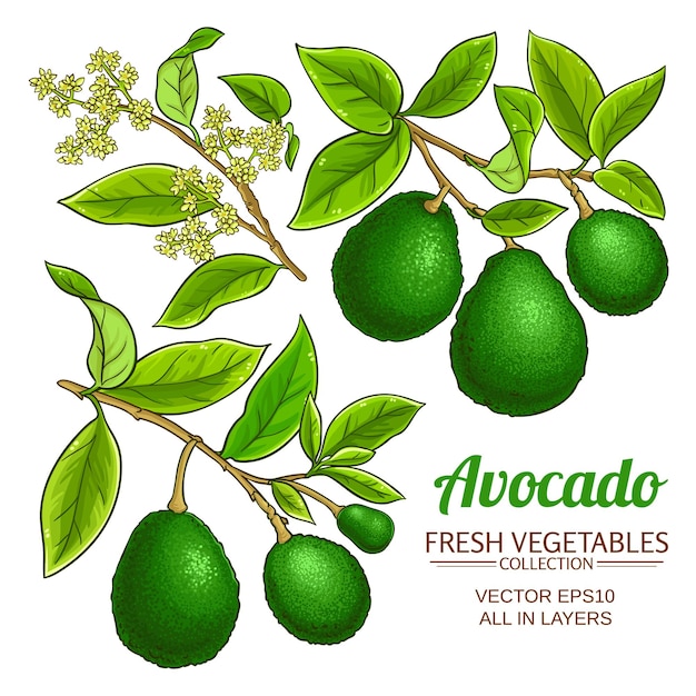 Avocado vector branches