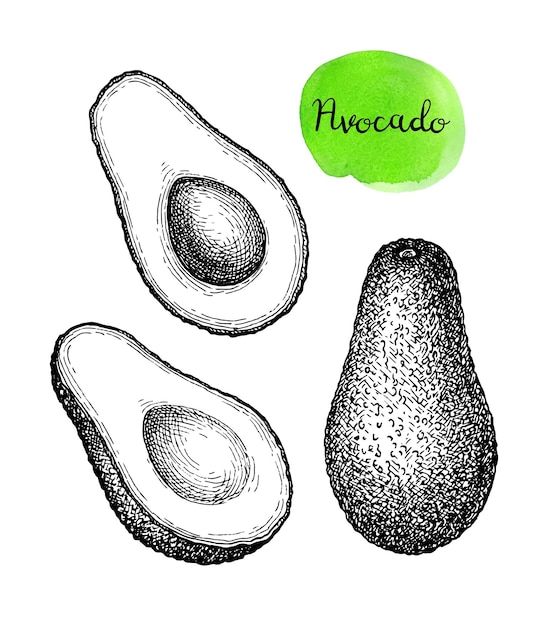 Avocado. disegno a inchiostro in stile vintage.