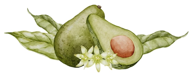 Vettore avocado illustrazione ad acquerello disegno botanico di frutta con fiore verdura con foglie pittura composizione clip art disegnata a mano su sfondo isolato cibo vegano per ricette e libri di cucina