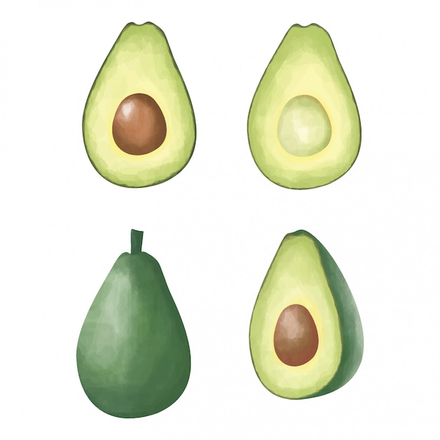 avocado watercolor style
