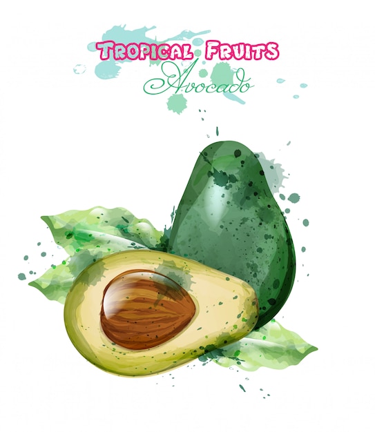 Acquerello avocado