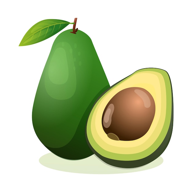 Avocado whole and half cut Vector illustration isolated on white background