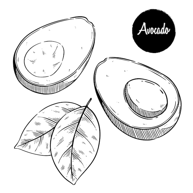 Vettore avocado con disegno a mano o stile vintage