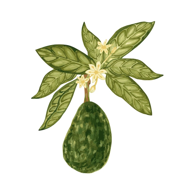 잎과 꽃이 있는 아보카도 식물 삽화 수채화 손으로 그린 꽃 모음