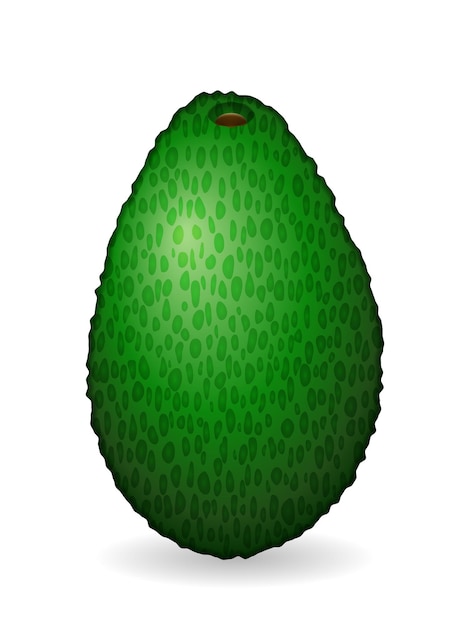 Vector avocado