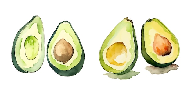 Vector an avocados watercolor vector