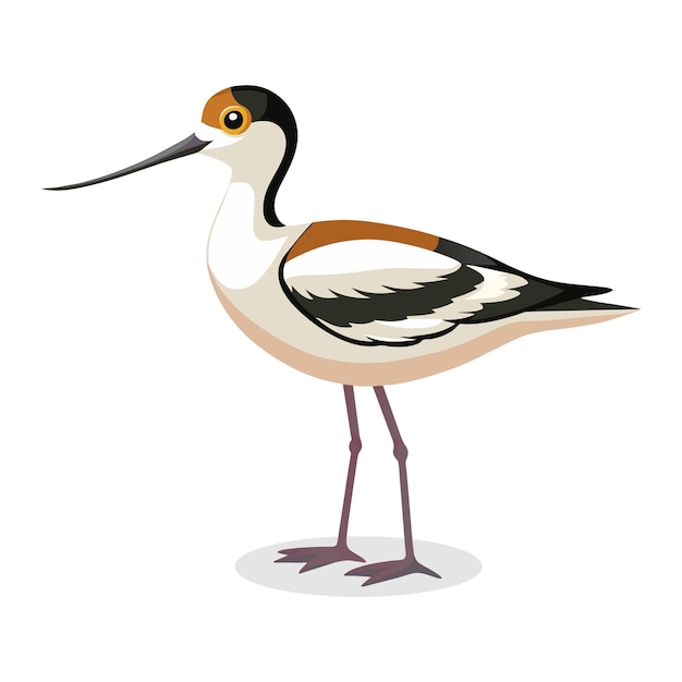 Vector avocet bird flat vector illustration