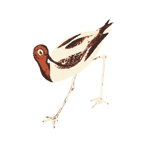 Vector avocet watercolor vector illustration