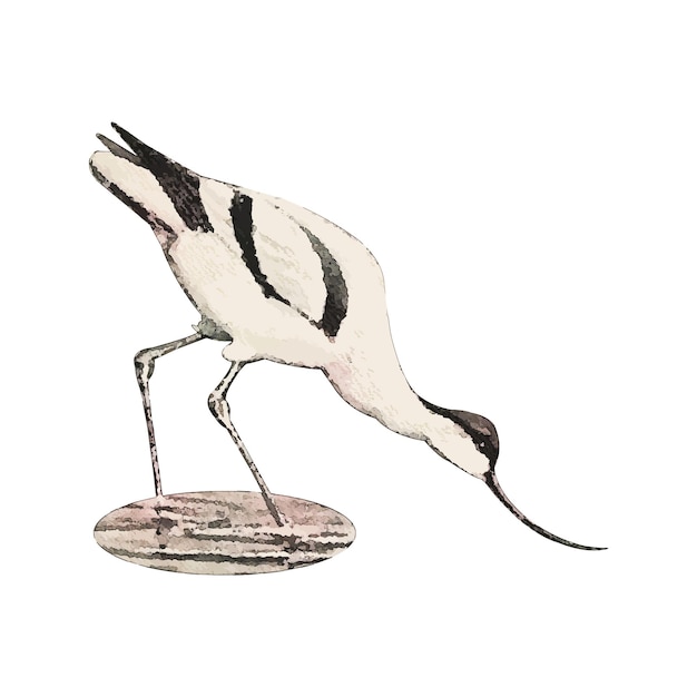 Vector avocet watercolor vector illustration