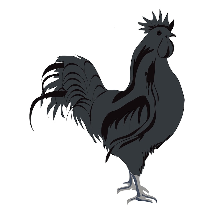 Вектор ayam cemani или куриный клипарт или иллюстрация, изолированная на прозрачном фоне