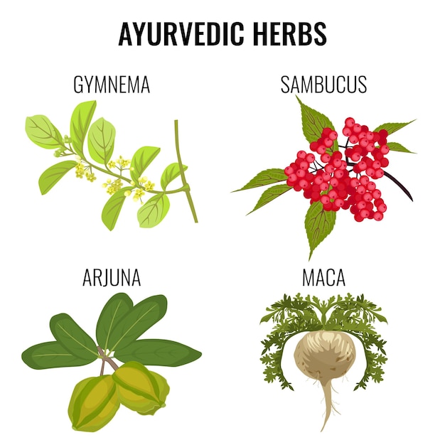 아유르베 다 허브에 고립 된 흰색을 설정합니다. Gymnema, sambucus 또는 elderberries의 붉은 열매, 마카의 건강한 뿌리, 유기 arjuna ayurveda 약용 식물 현실적인 그림
