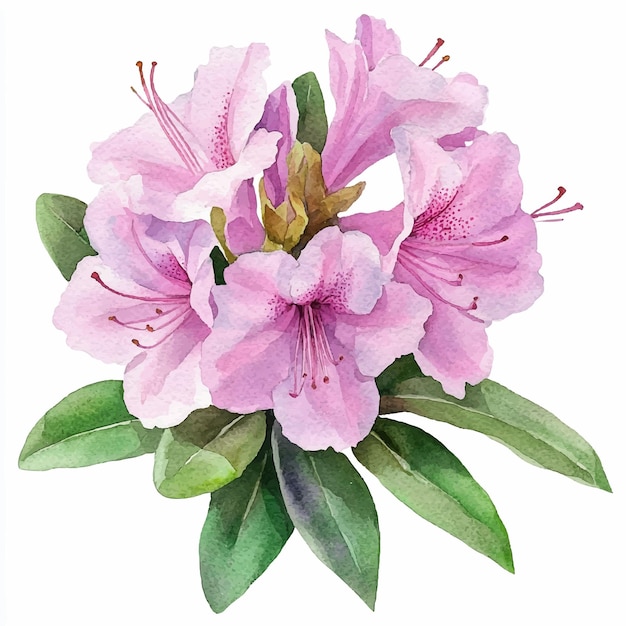 azalea watercolor clipart illustration