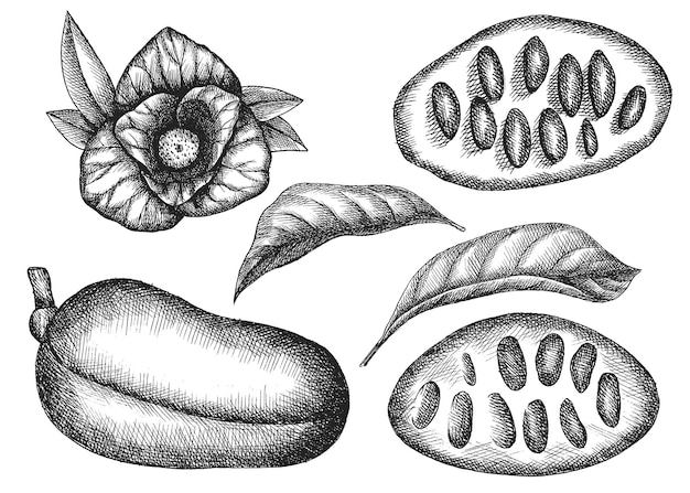 Azimine. hand drawing vegetables. sketch.