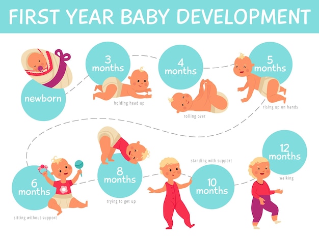 Vector baby growth infographics toddler development infant child growing line month by month life process of cute newborn decent vector poster