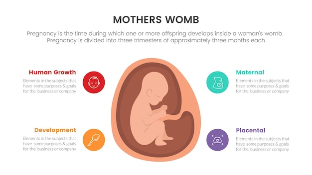 Baby in de baarmoeder zwanger of zwangerschap infographic concept voor diapresentatie met 4 puntenlijst