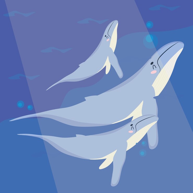 Vector 赤ちゃんクジラのポスター