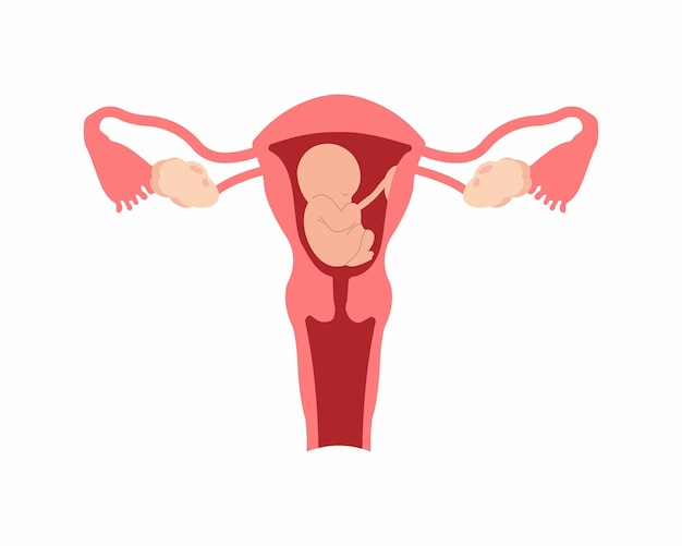 Vector baby in the womb fetus in utero anatomy of pregnancy and birth female reproductive system