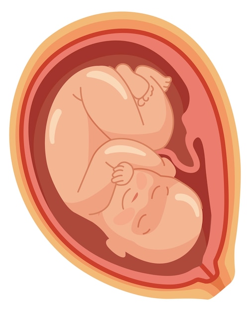 Vector baby in womb icon medical pregnancy illustration human uterus