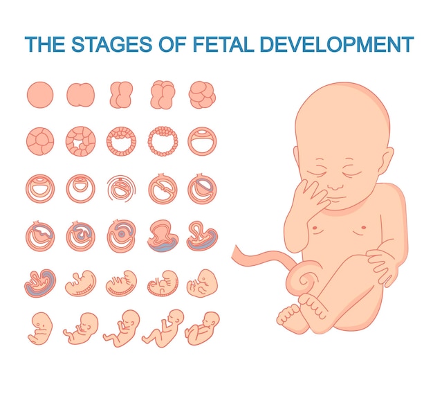 Baby in the womb stages of fetal development pregnancy fetal growth from fertilization to birth