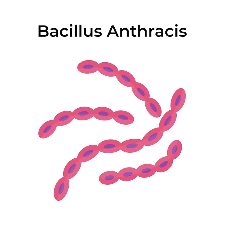Вектор научная иллюстрация вектора bacillus anthracis