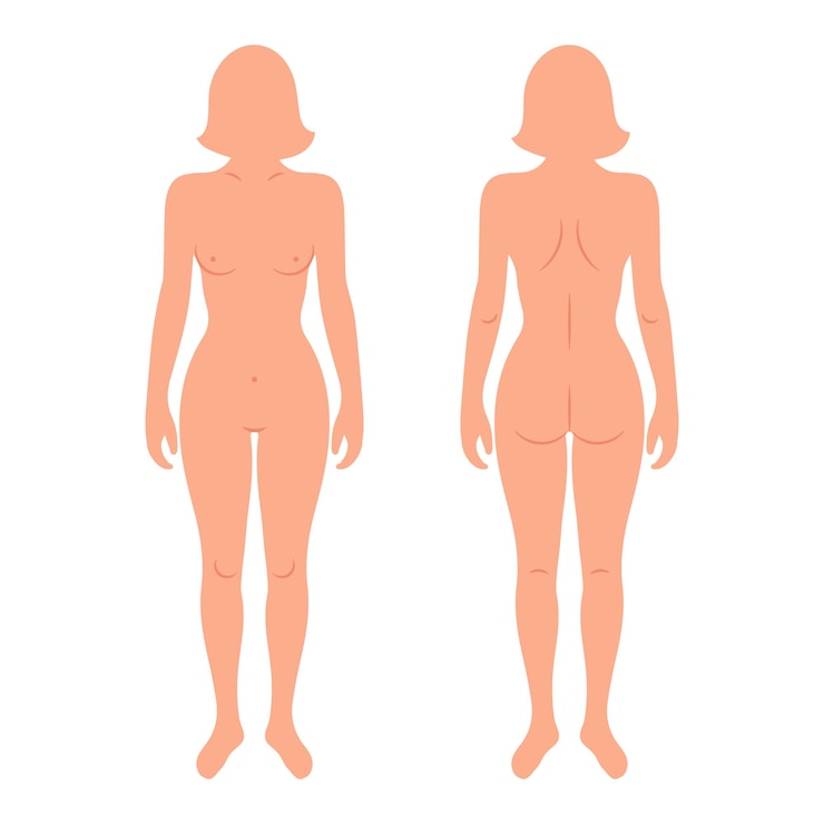 Vector back and front silhouettes of female human body anatomy medical and scientific concept