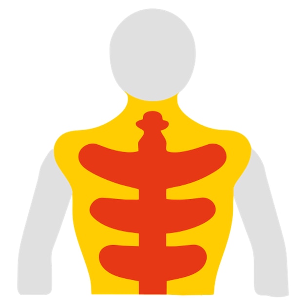 Vettore spina dorsale del corpo umano icona forme colorate