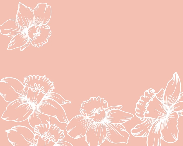Background drawn white contour flowers daffodils on a pale pink background