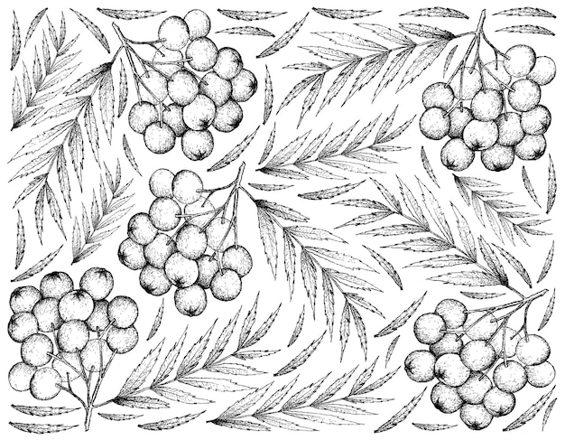 Background of Ripe Rowanberry Fruits