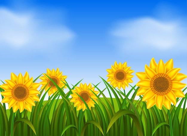 background scene with sunflowers in garden