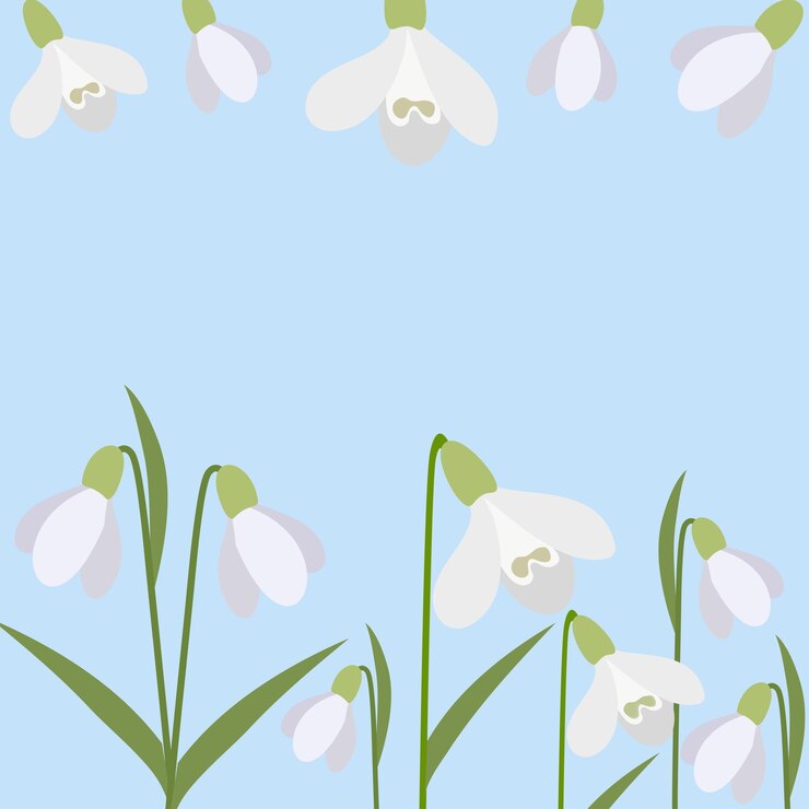 Vector background of snowdrops the first spring flowers delicate snowdrop flowers for your designvector illustration