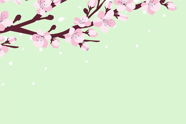 Background with cherry blossom A branch with cherry blossoms isolated on a white Japanese sakura