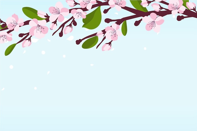 Background with cherry blossom A branch with cherry blossoms isolated on a white Japanese sakura