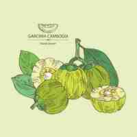 Vector background with garcinia cambogia garcinia fruts and leaves super food vector hand drawn illustra