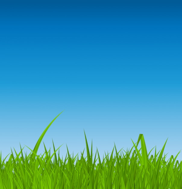 Vector background with grass. .