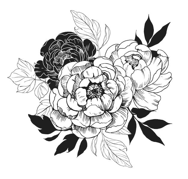 Background with peony flowers. Hand drawn illustration Isolated on white