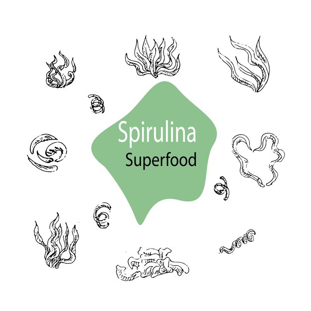 스피루리나 알게 (Spirulina algae) 와 함께 배경, 수퍼푸드 터, 손으로 그린 일러스트레이션 윤이 사용될 수 있습니다.